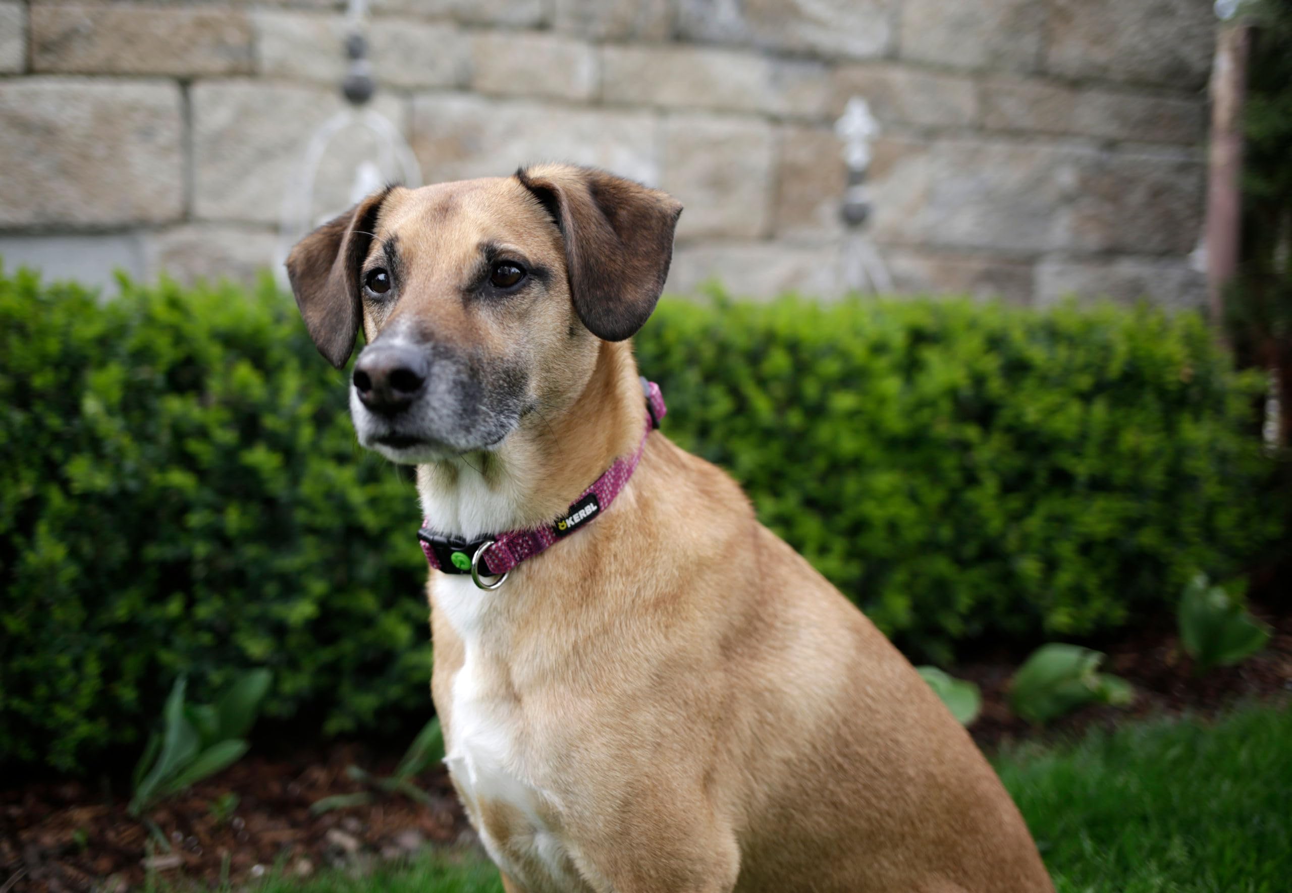 kerbl-pet-halsband-colorado-15-mm-25-35-cm-fuchsia-hundehalsband image 3