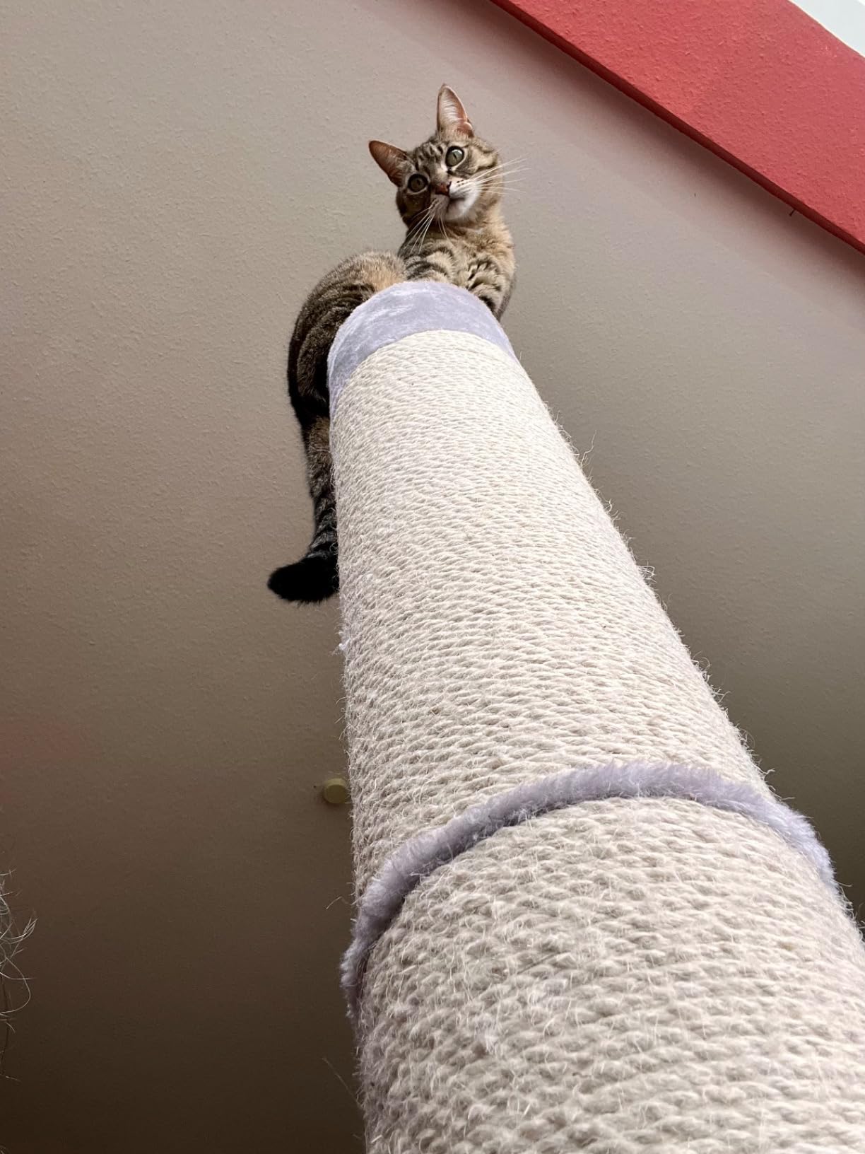 Endlich wackelfrei für Maine Coon