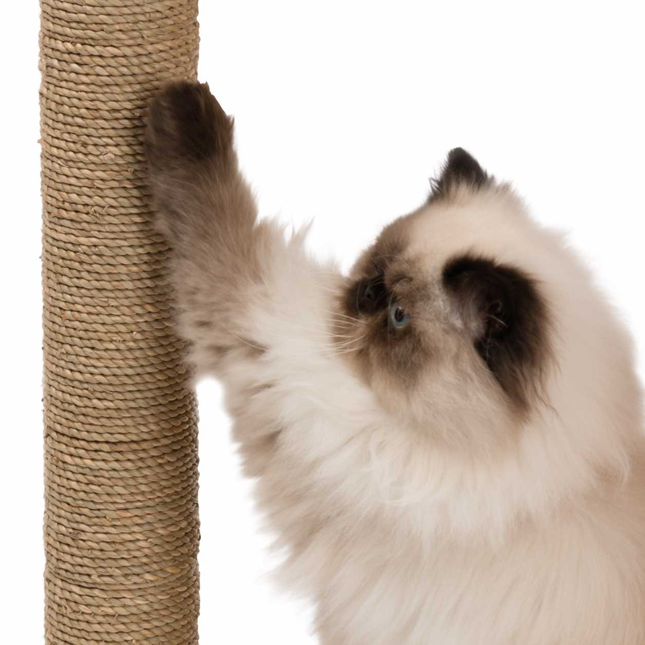 catit-vesper-box-52075-katzenm-bel-klein-walnuss-kubus-h-hle-mit-kissen image 7