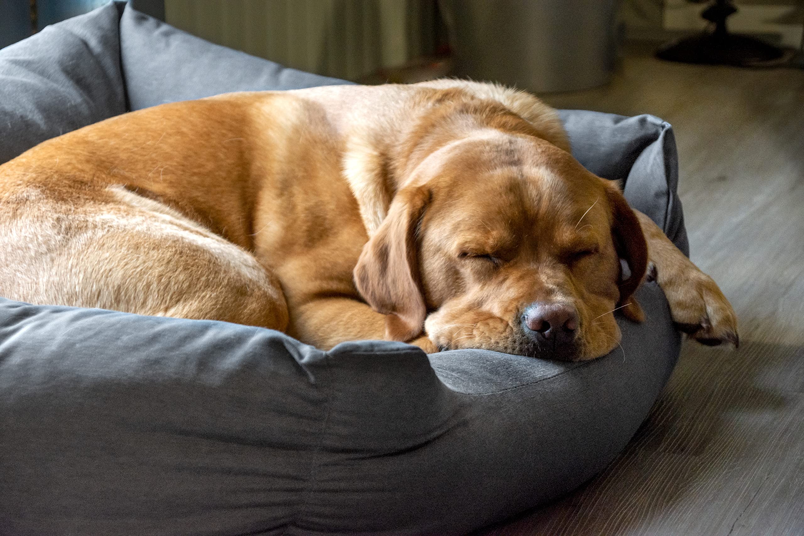 karlie-charly-hundebett-60x60x20-cm-dunkelgrau image 2