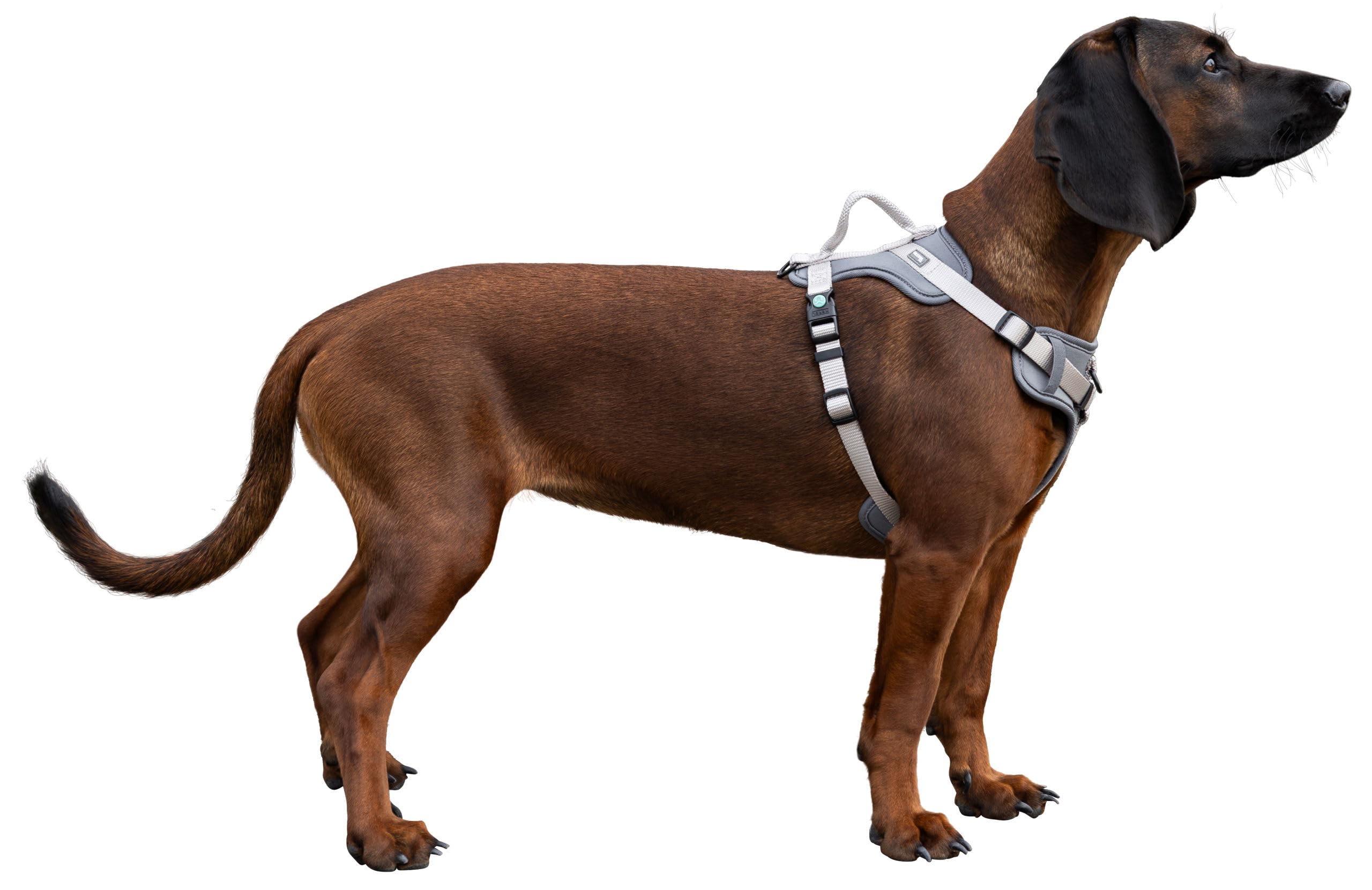 kerbl-pet-hundegeschirr-fitty-grau-beige-15-mm-30-50-cm-y-geschirr-nylon image 2