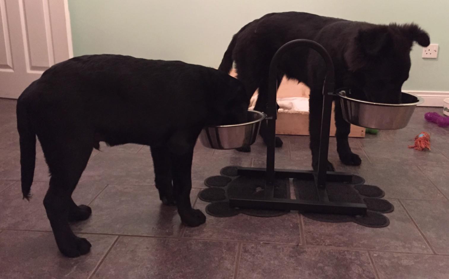 Praktisch für zwei Hunde