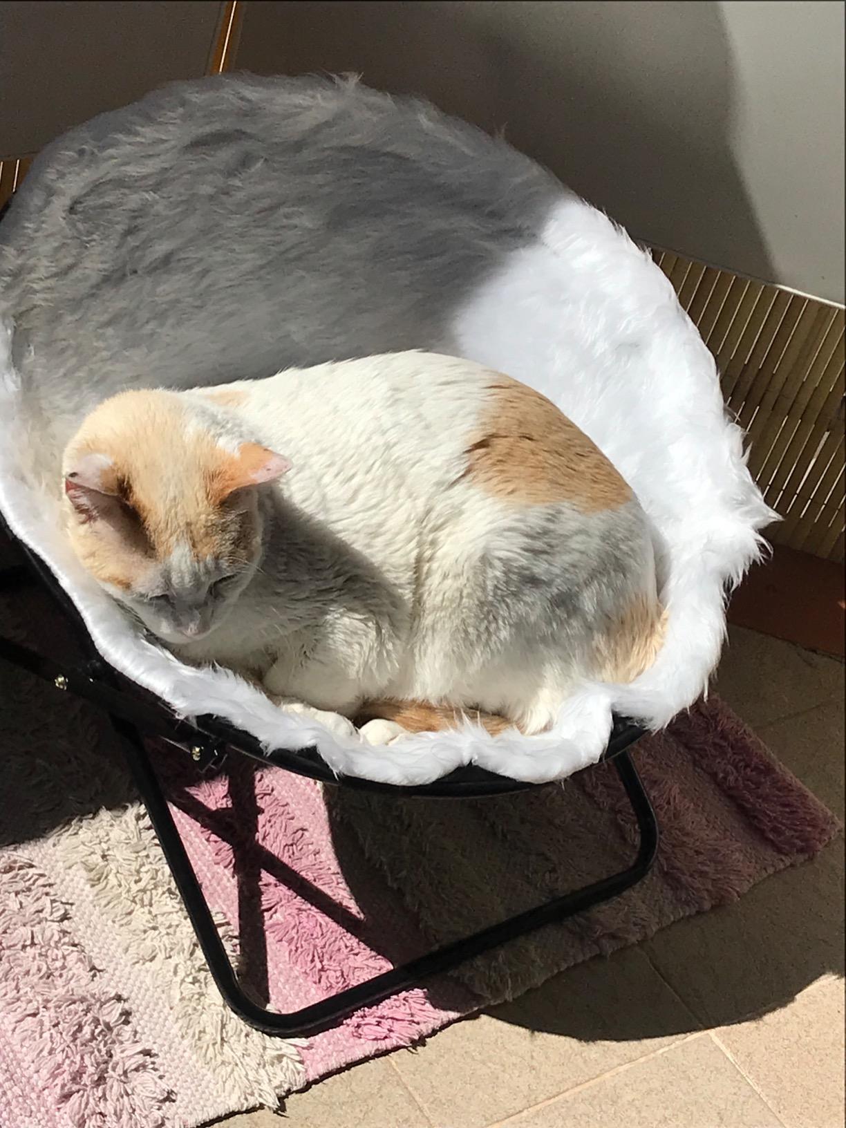 Enkelkatze liebt es