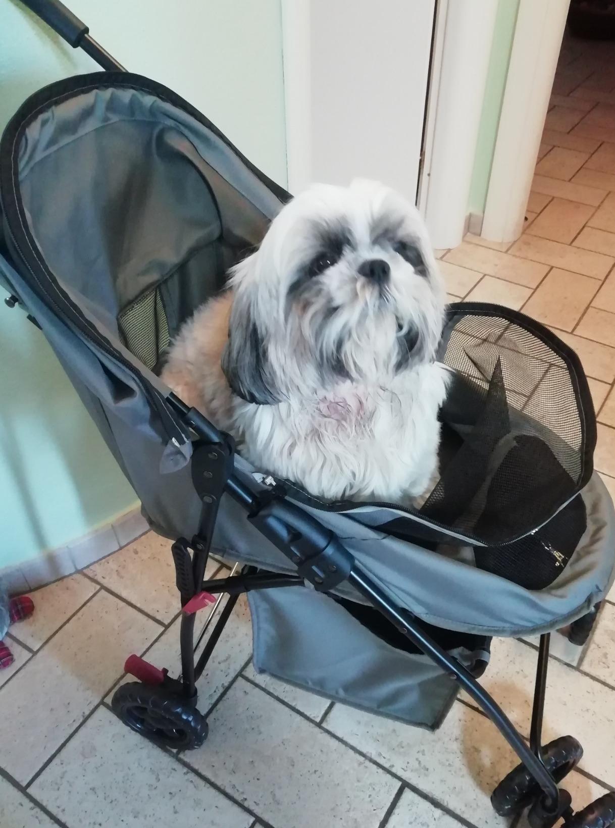 Rettung für alten Hund
