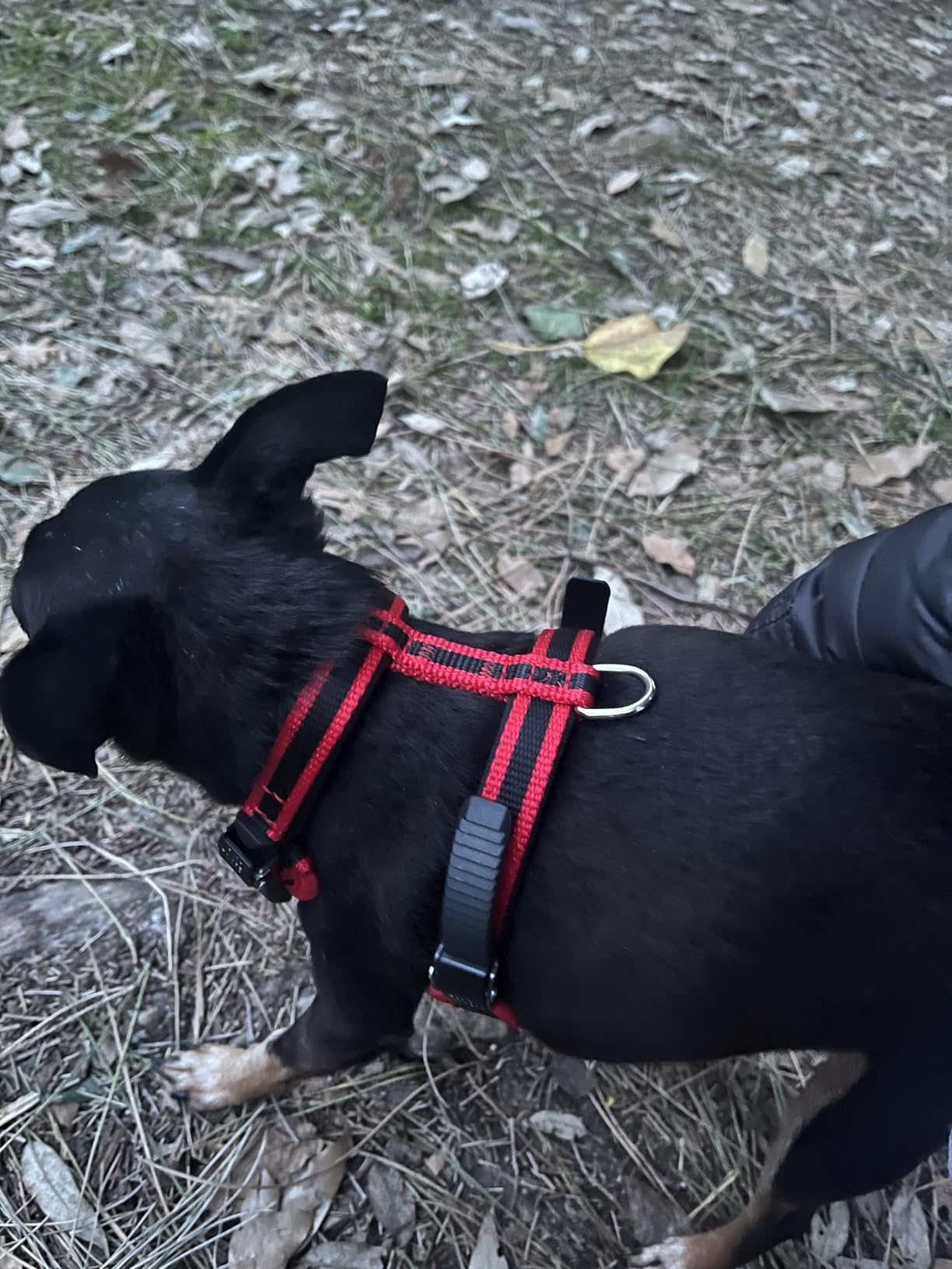 Passt perfekt meinem Chihuahua