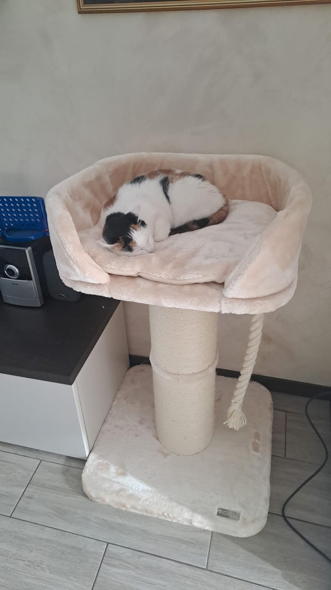 Schnelle Lieferung, Katze glücklich