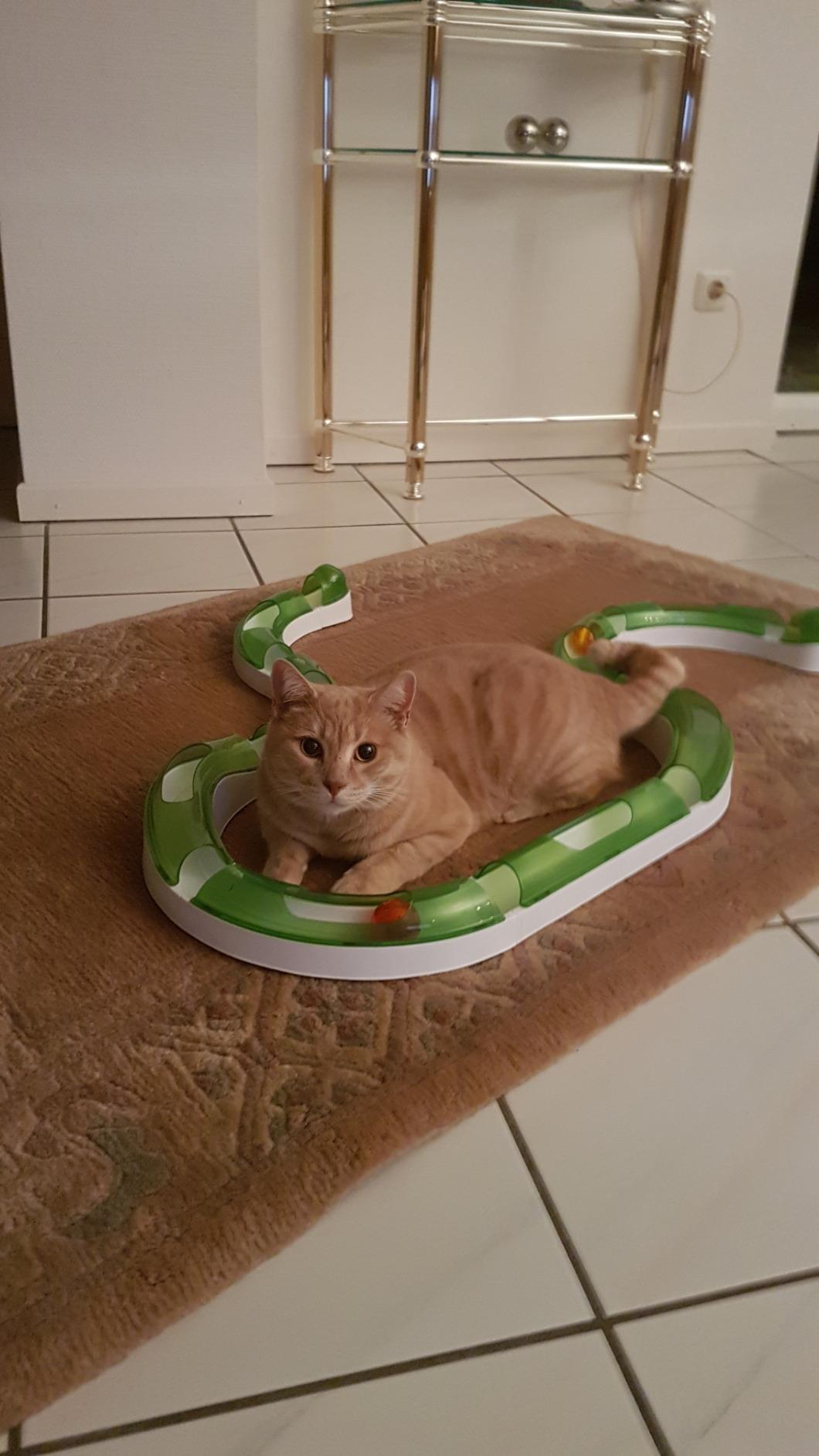 Ganz nett, aber nicht für jede Katze