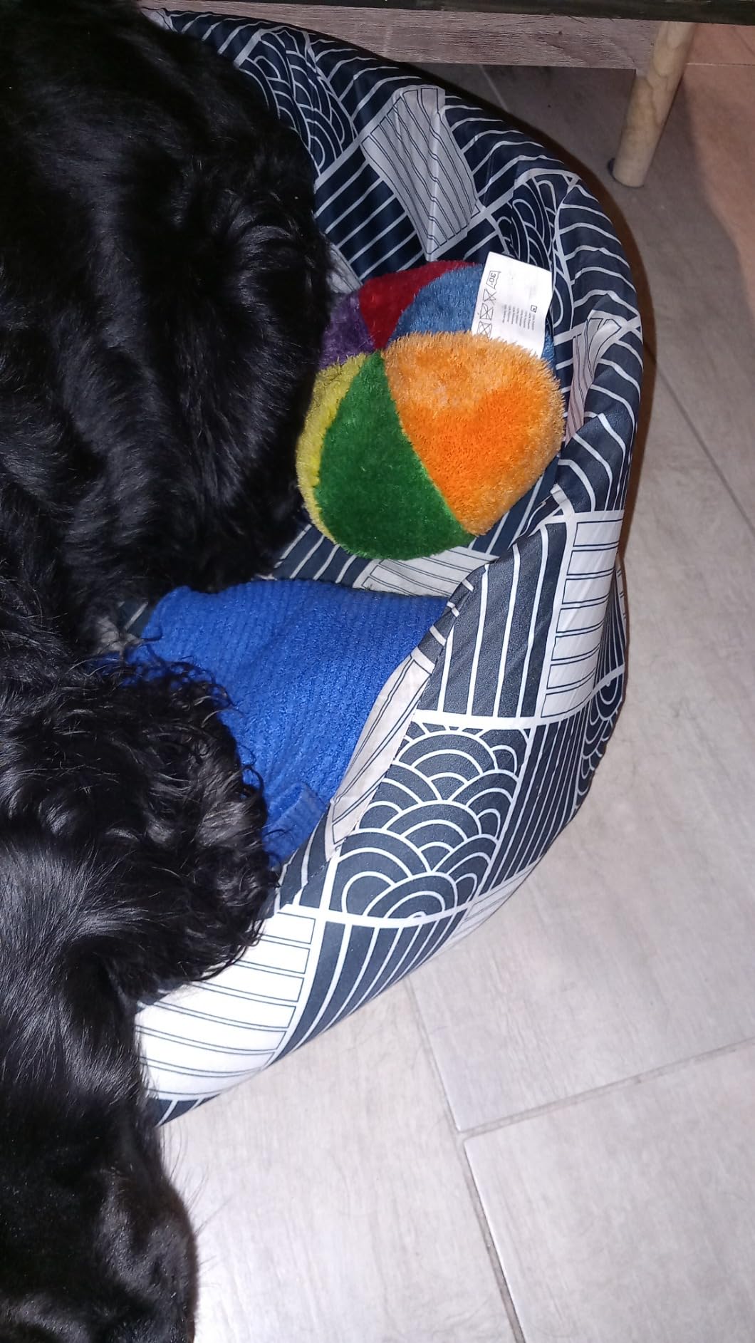 Enkelhund liebt ihn