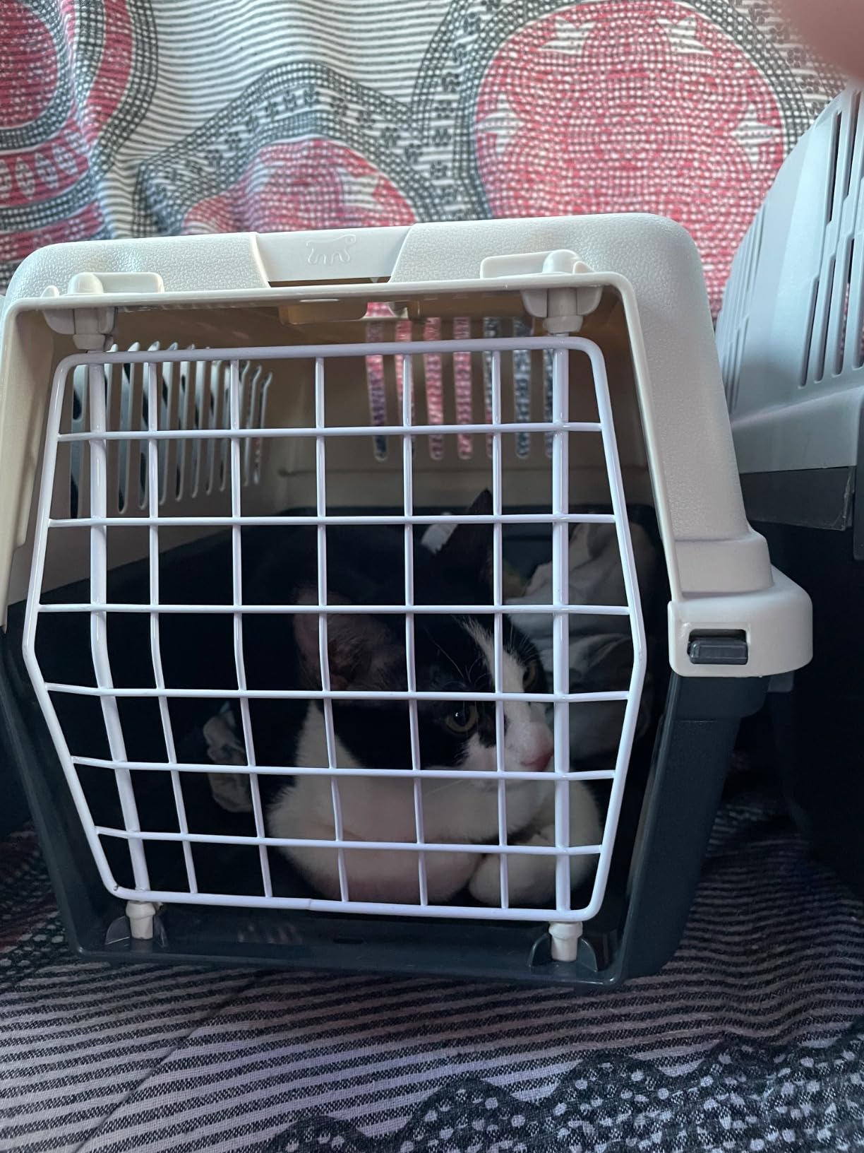 Perfekt für kleine Hunde