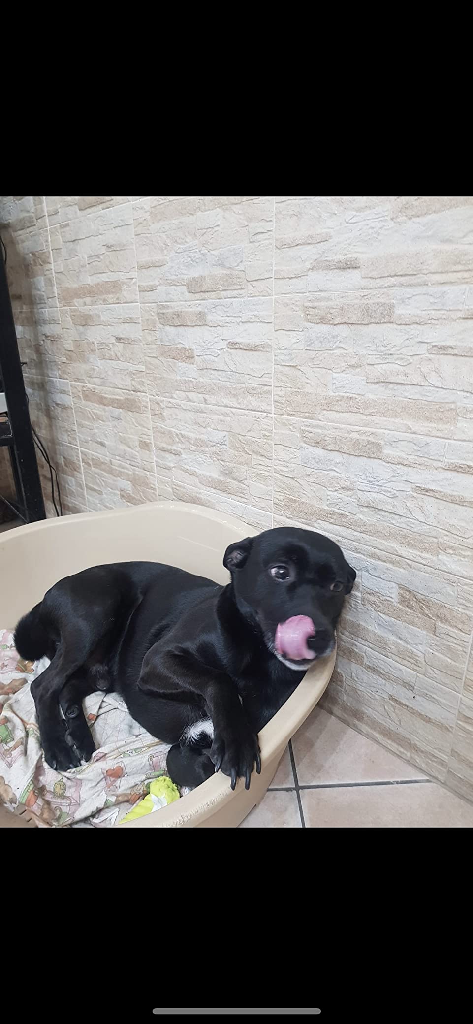 Gut für Katze und Hund