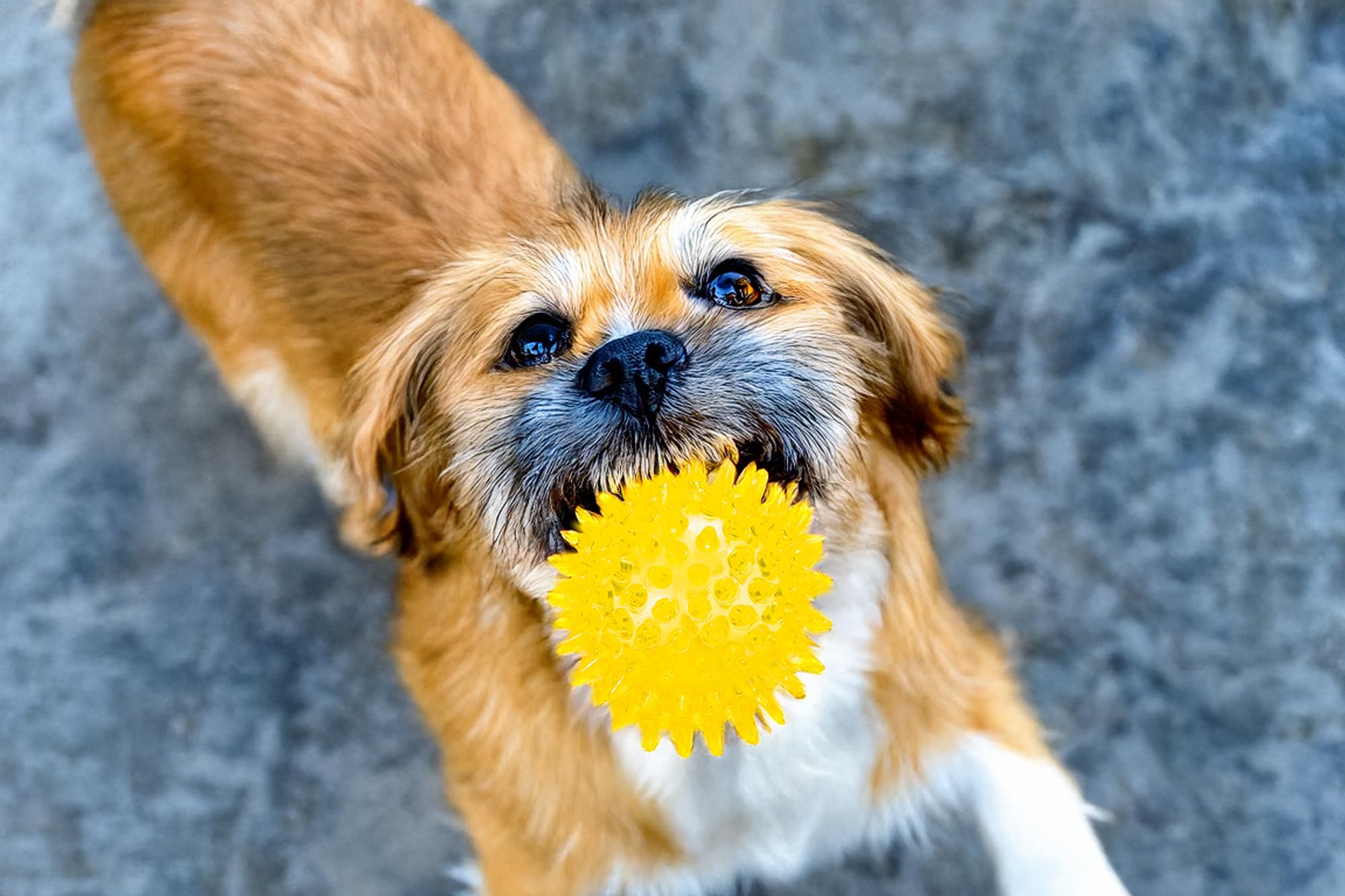 karlie-igelball-hundespielzeug-tpr-gelb-durchm-8-cm image 2