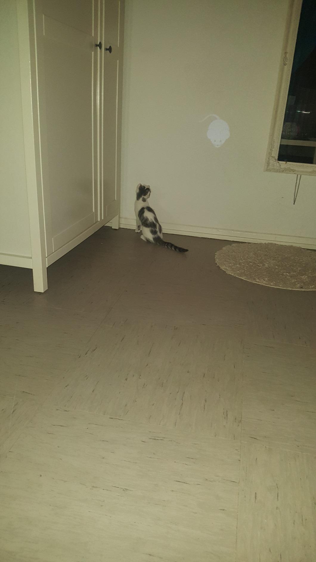 Katze liebt es