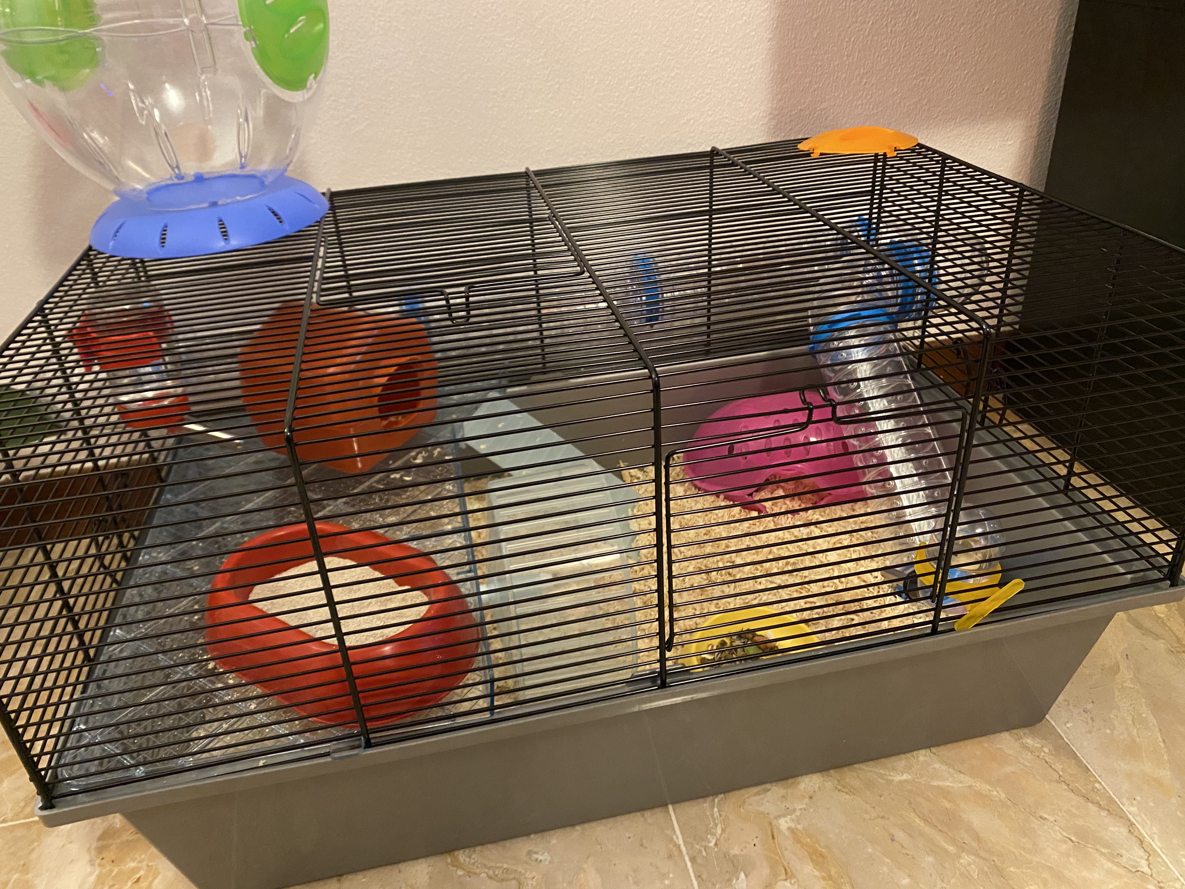 Hamster glücklich, Kinder glücklich