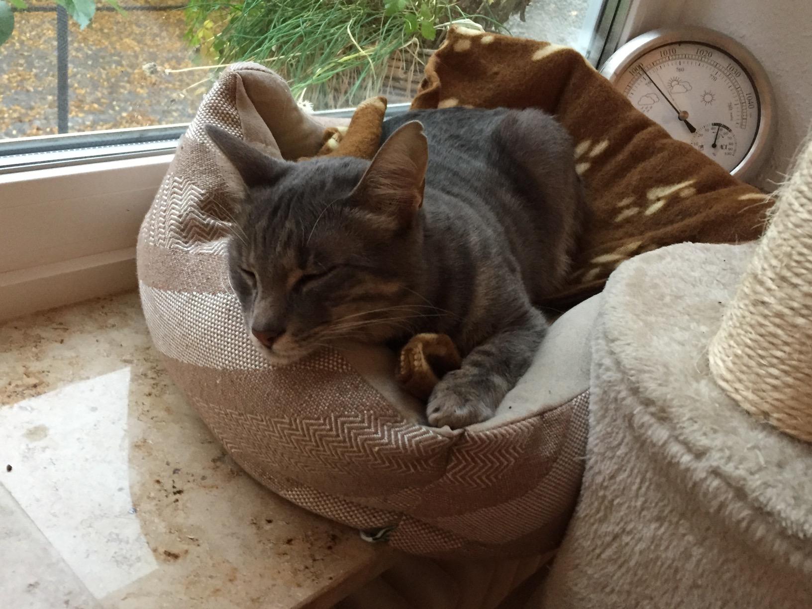 Meine Enkelkatze liebt es