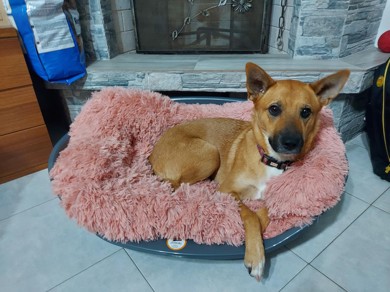 Perfekt für kleine Hunde