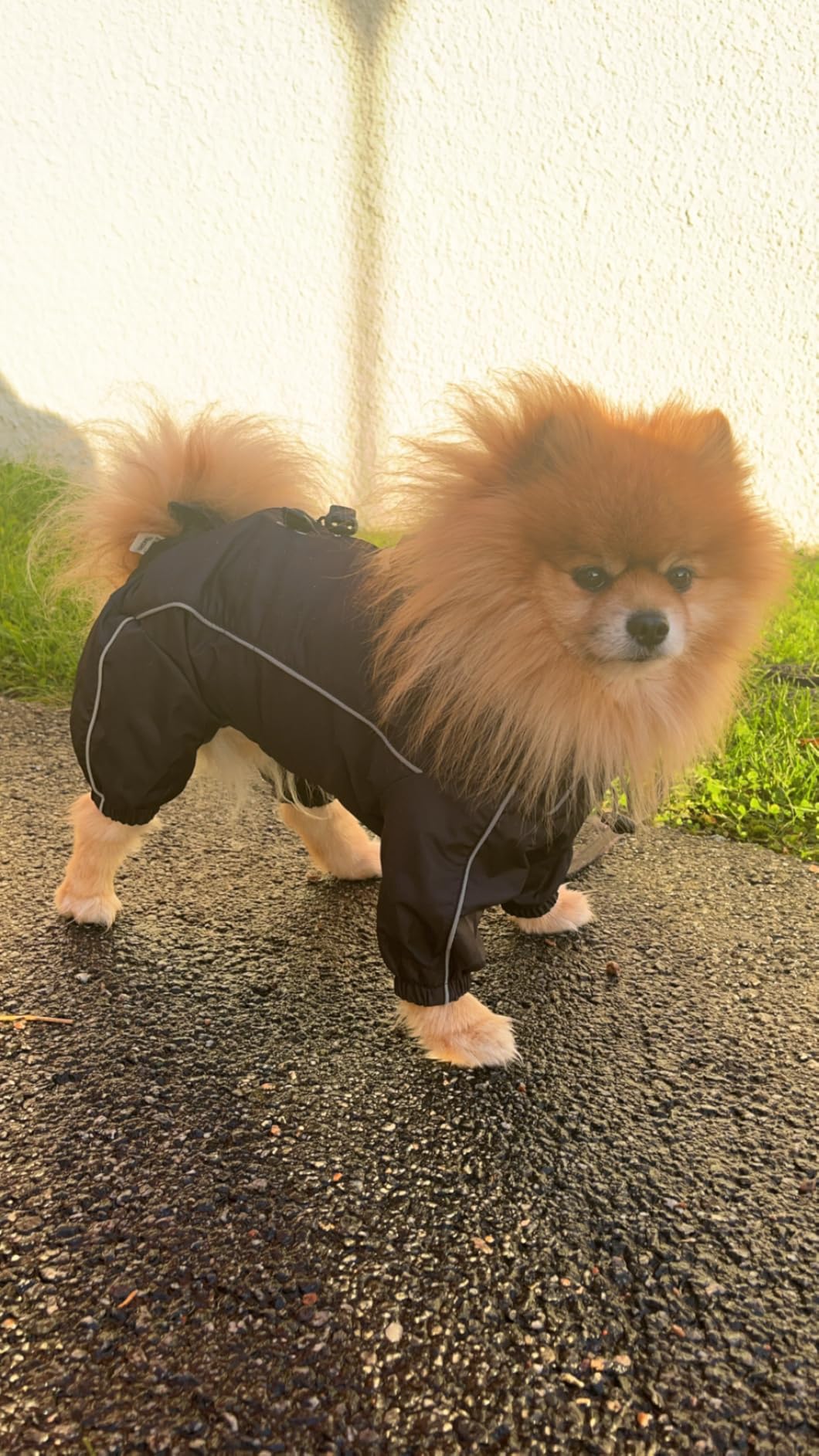 Unser Hund liebt ihn