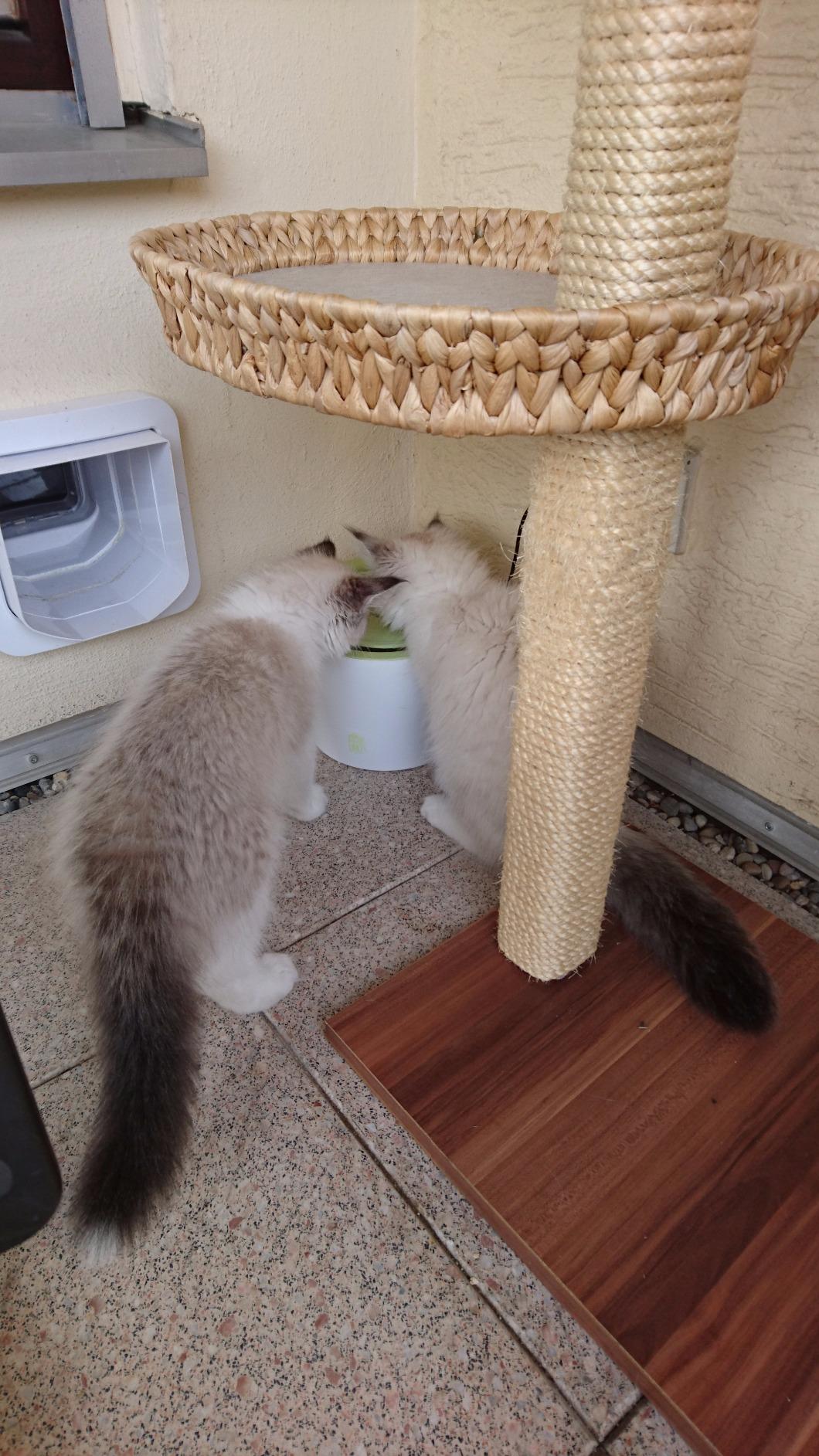Super für drei Katzen