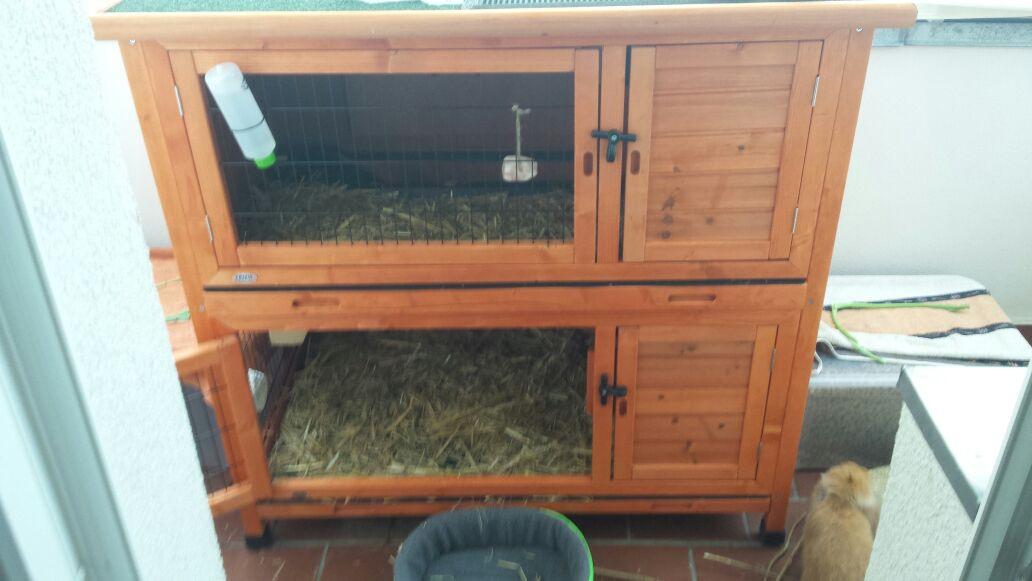 Meerschweinchen lieben die zweite Etage