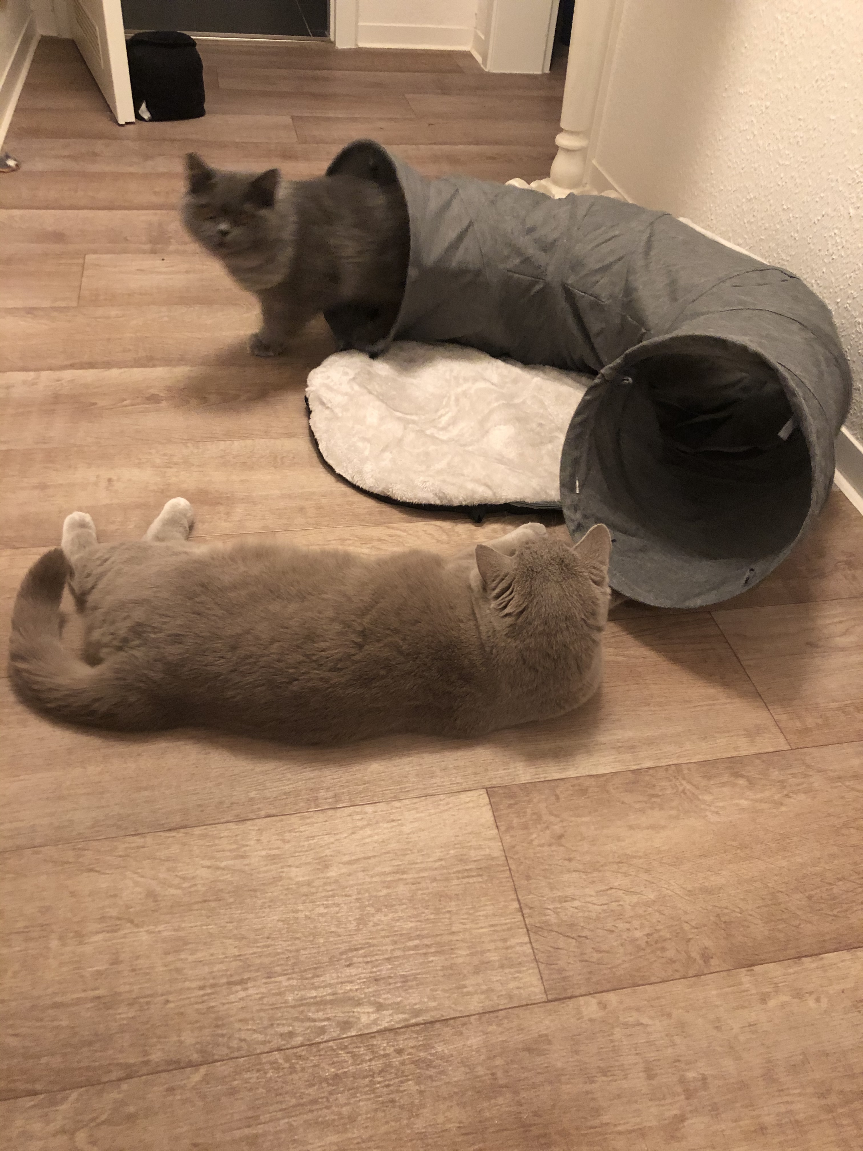 Ganz nett, aber nichts für Angsthasen