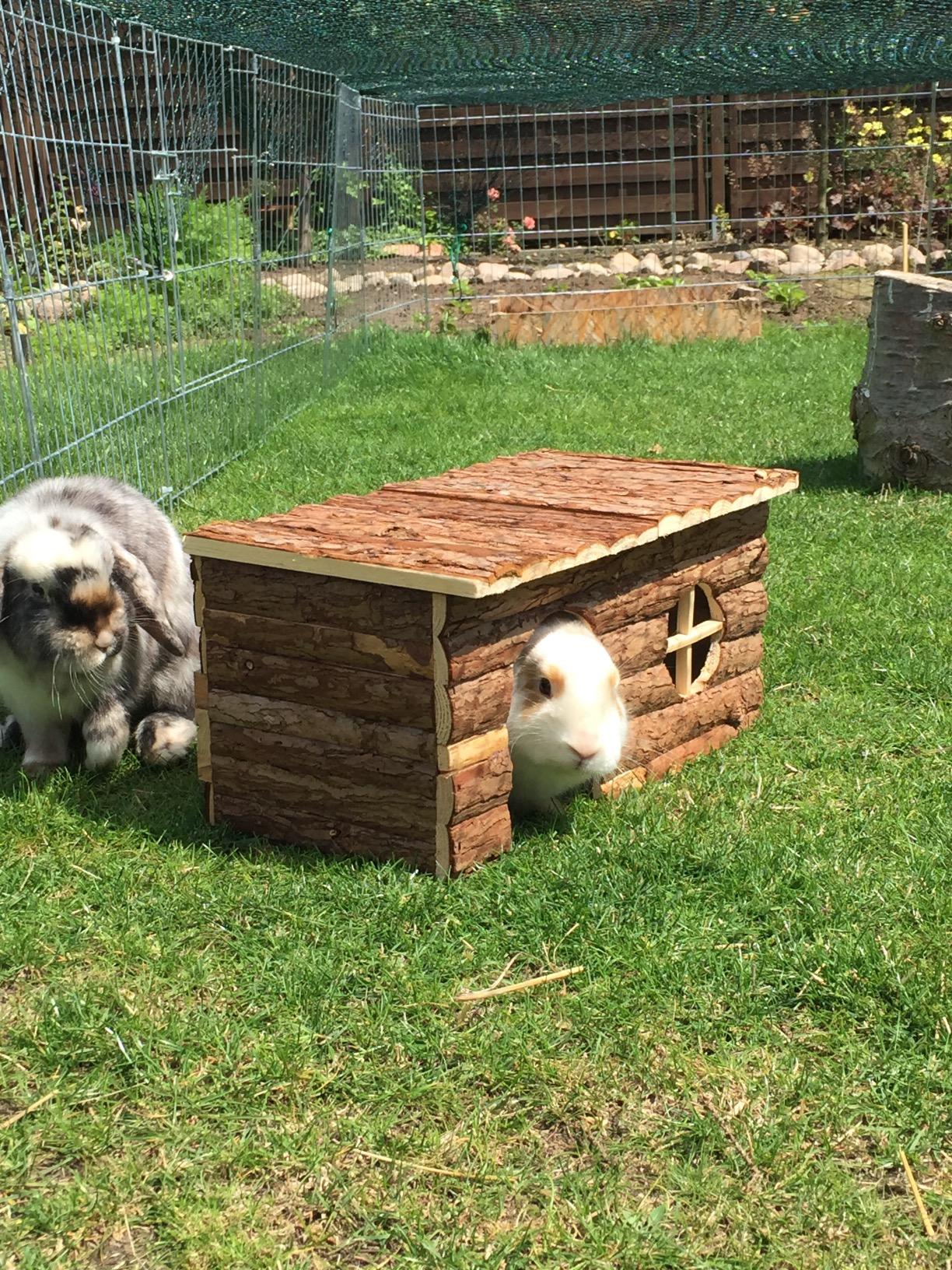 Lieblingsplatz unserer Meerschweinchen