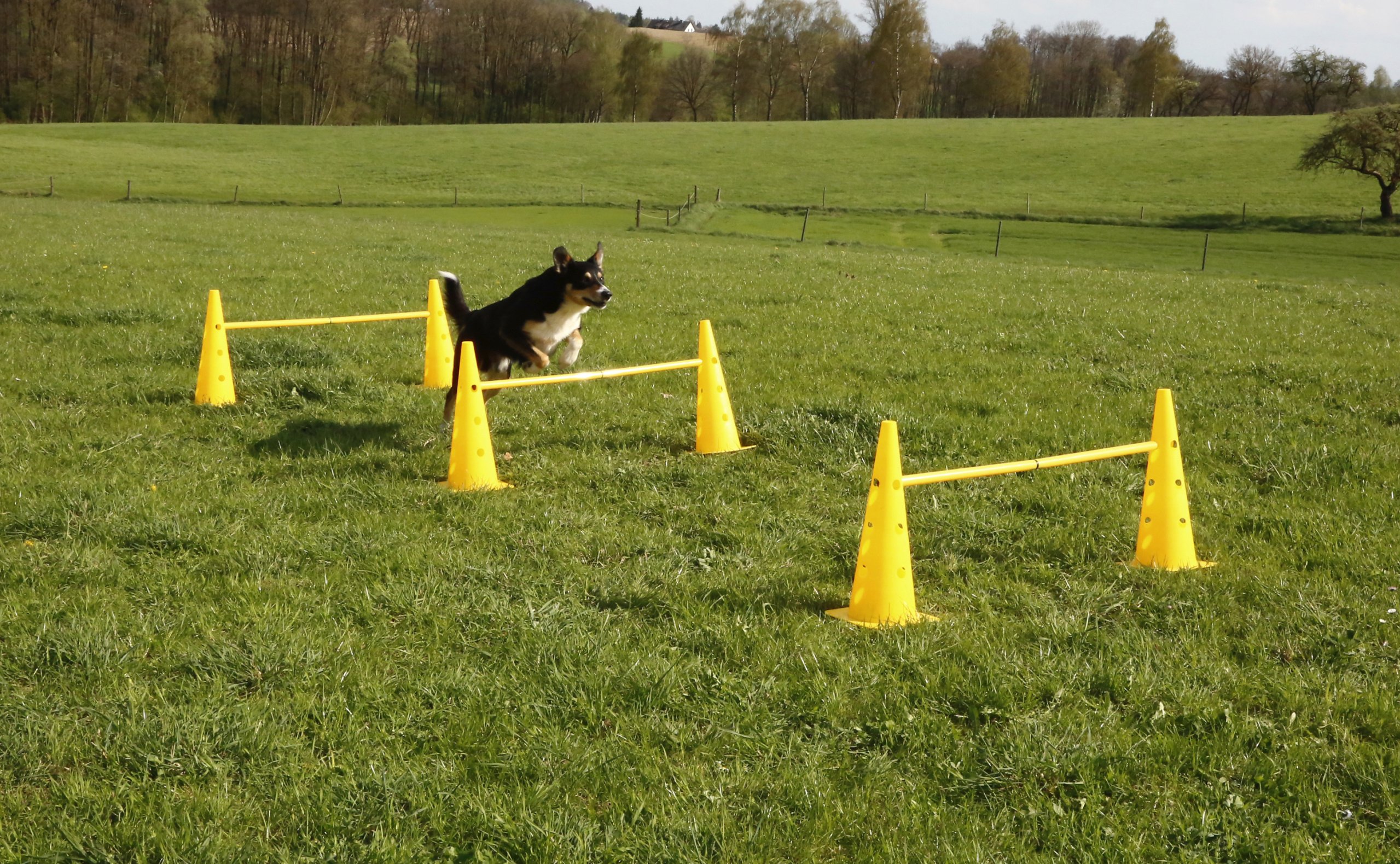kerbl-pet-agility-pylonen-h-rden-set-3-h-rden-mit-6-pylonen-und-stangen image 5