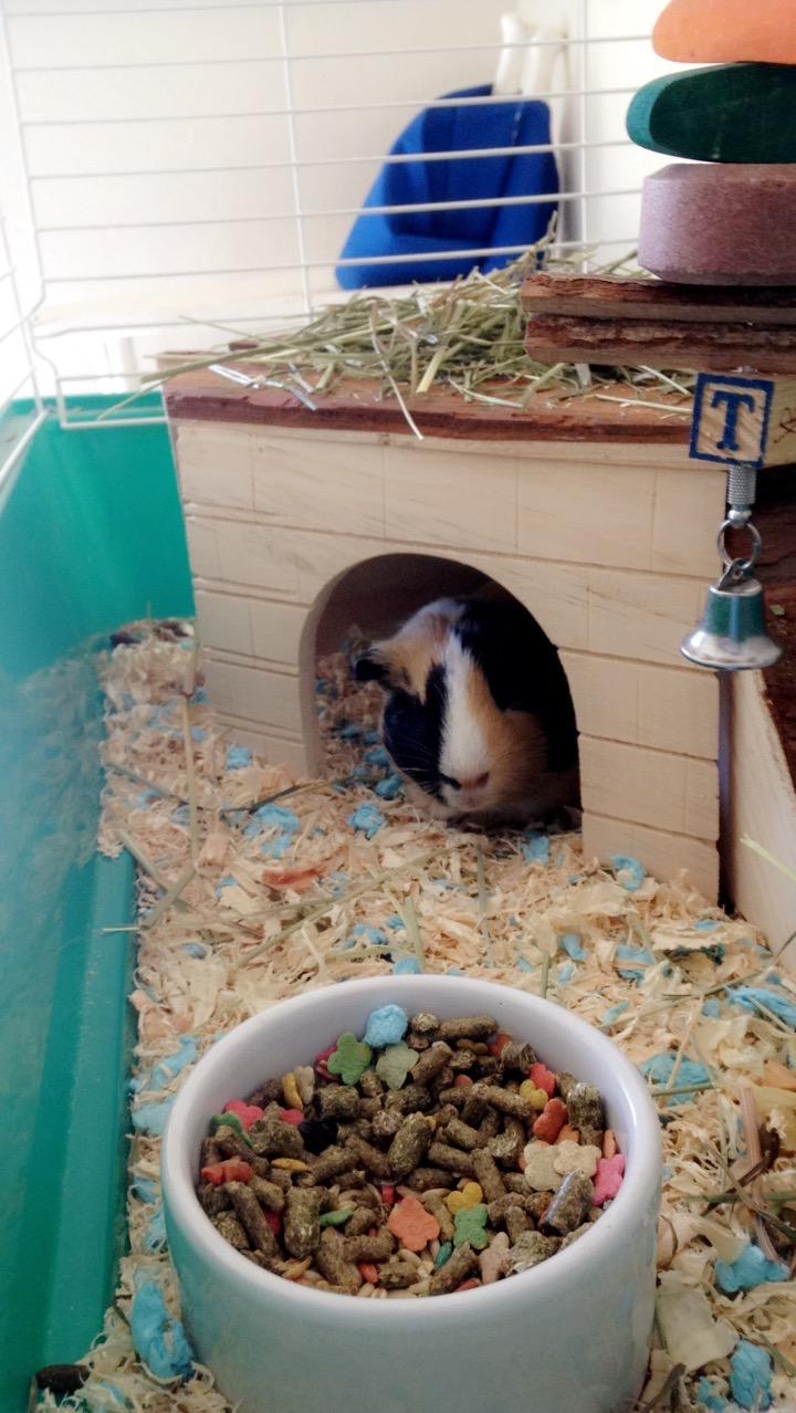 Kaninchen lieben es