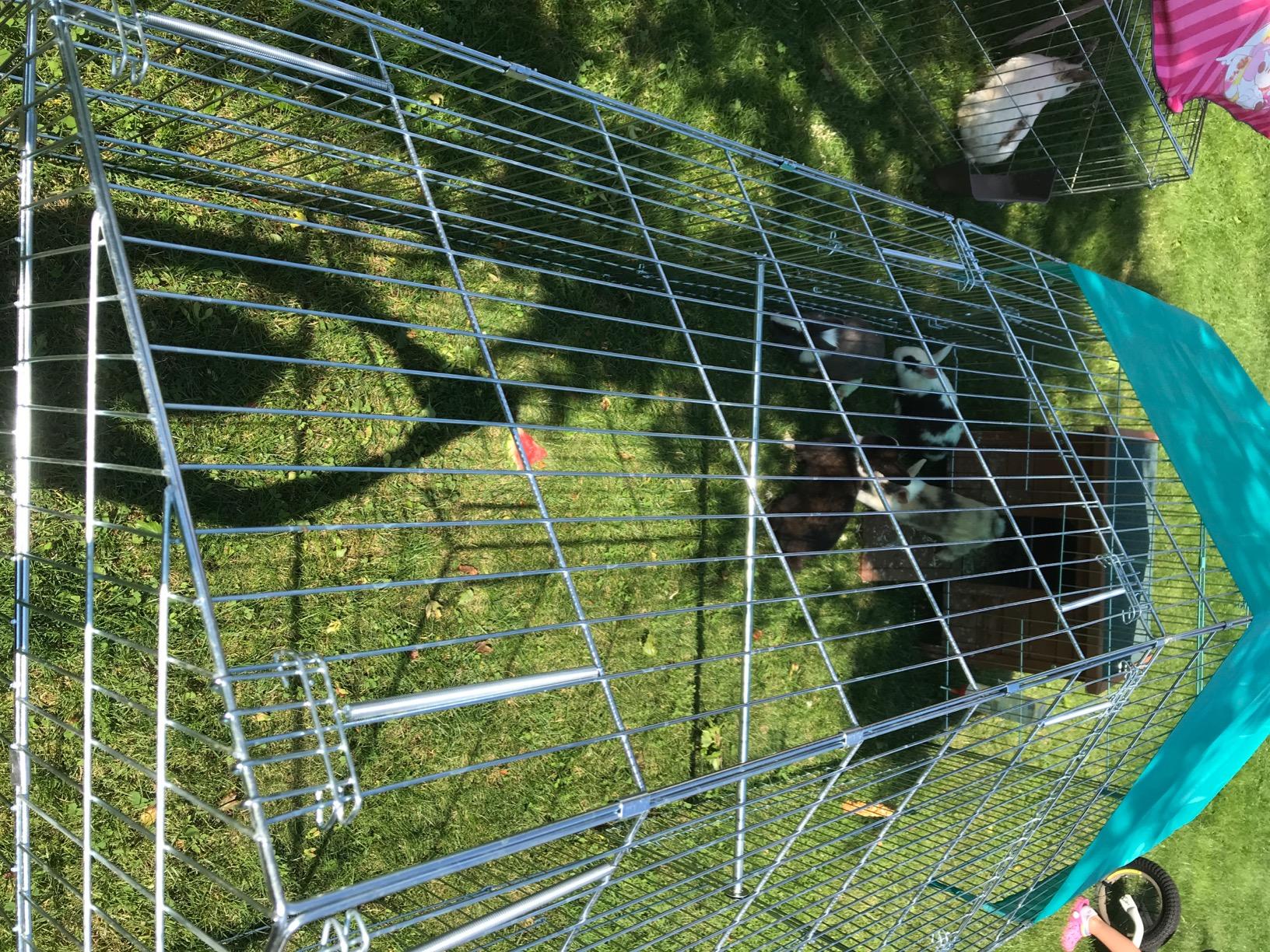 Ideal für Meerschweinchen im Garten