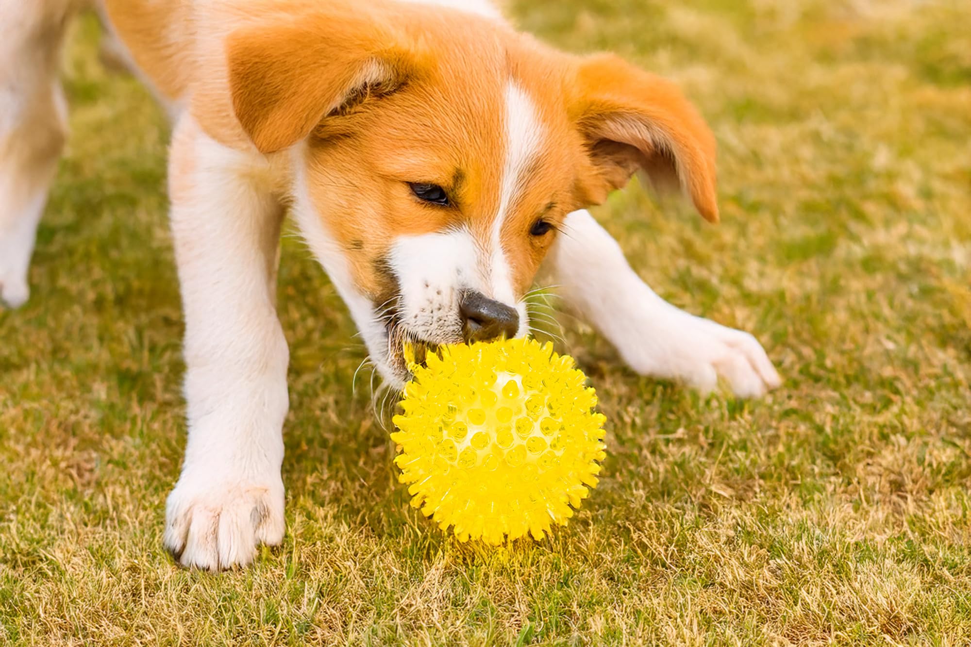 karlie-igelball-hundespielzeug-tpr-gelb-durchm-8-cm image 4