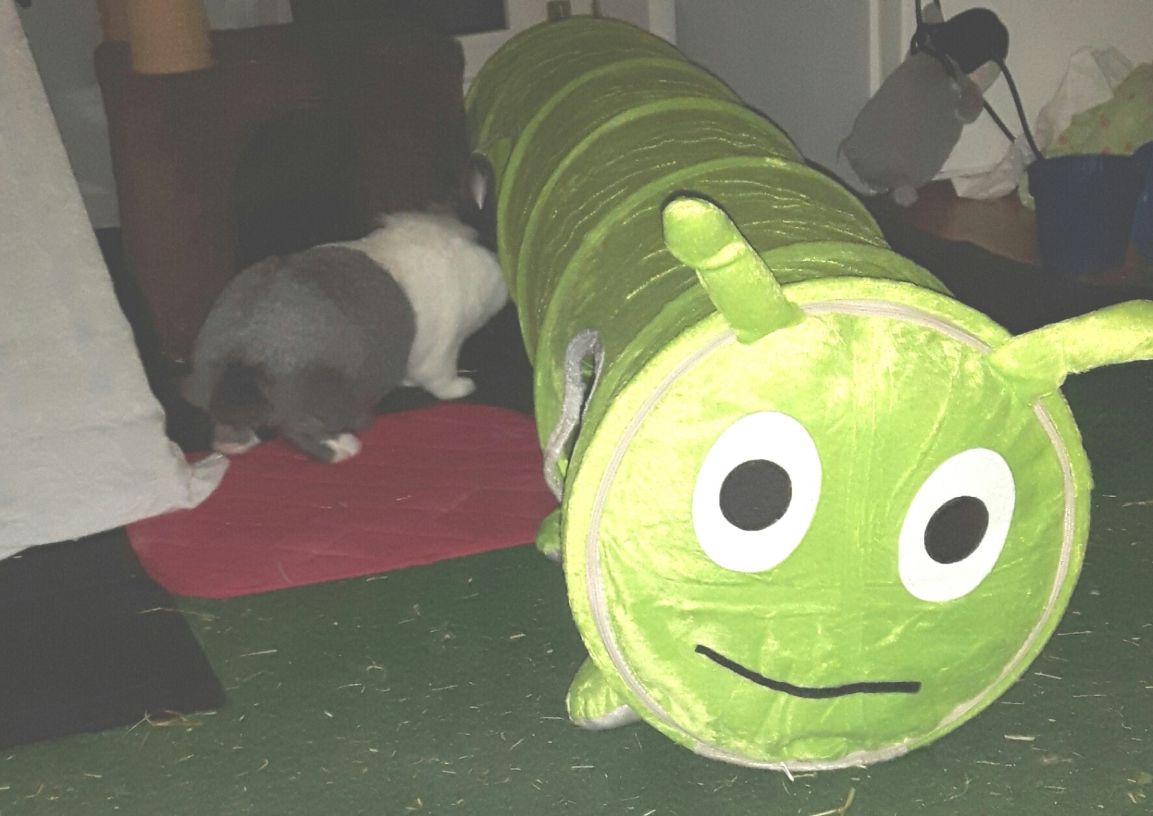Auch für alte Katze toll