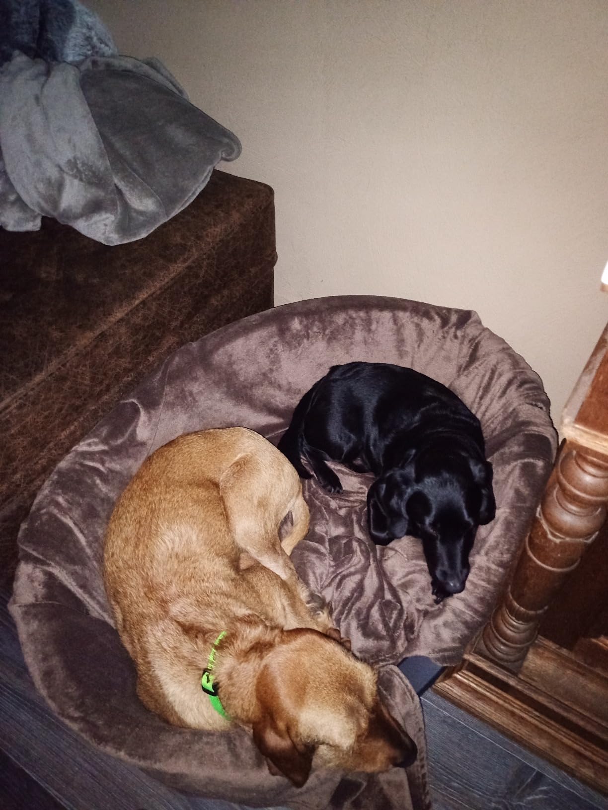 Unser Labrador liebt es