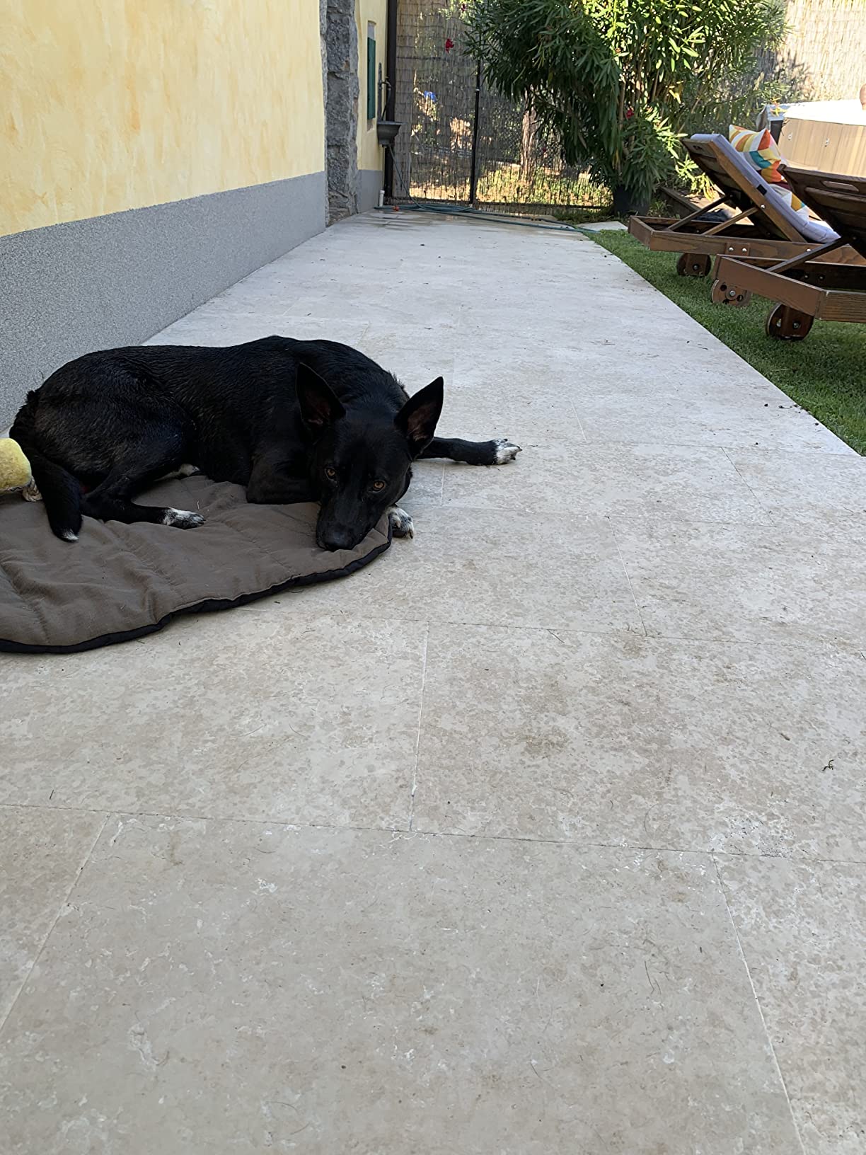 Perfektes Reisekissen für unseren Hund