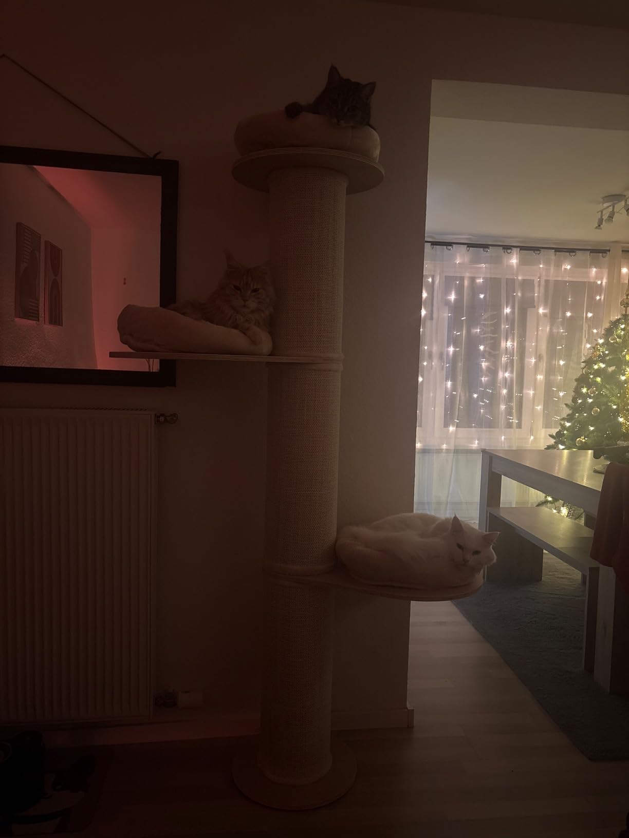 Jeden Cent wert für große Katzen