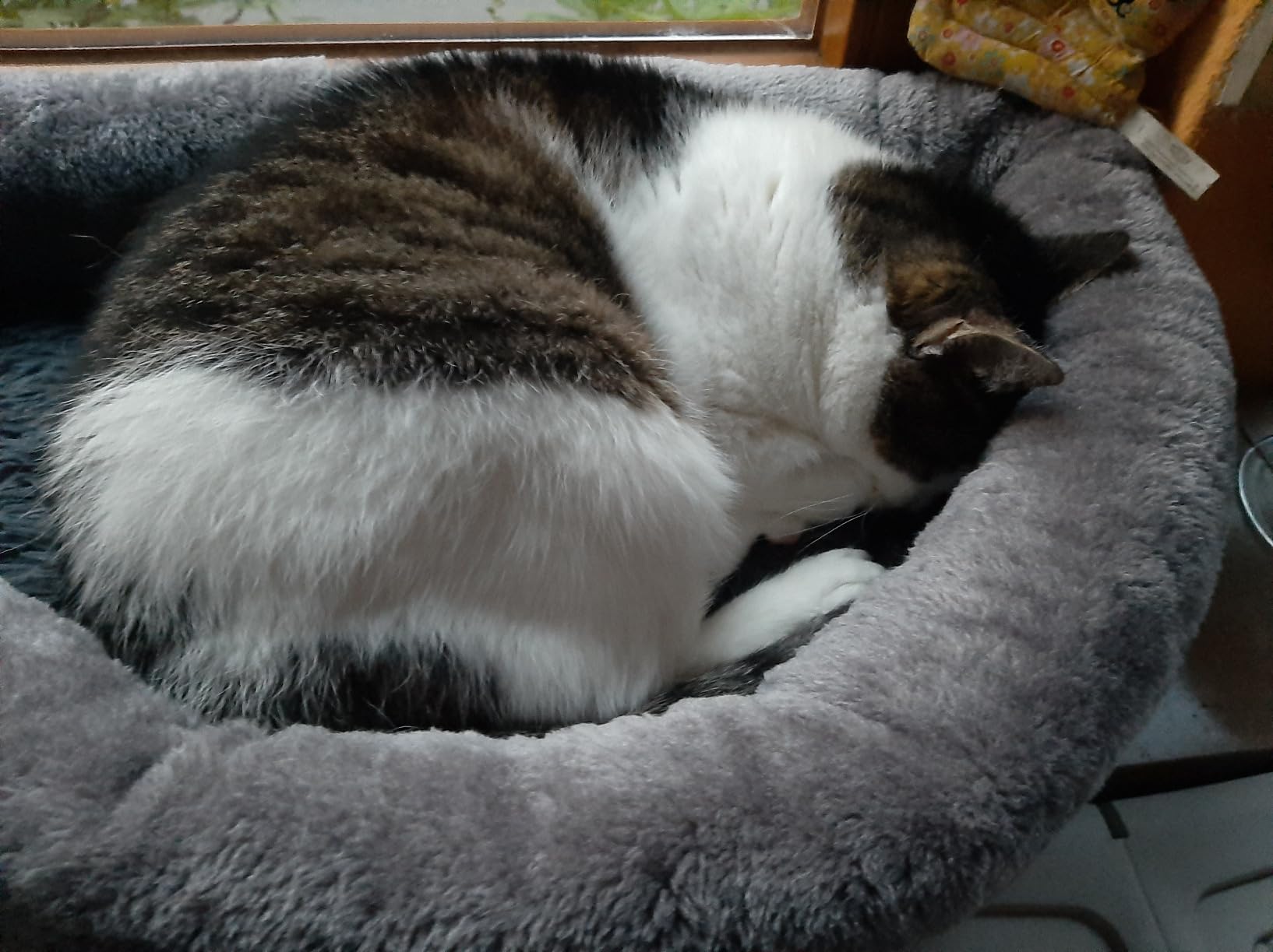 Unser Kater will einfach nicht drauf