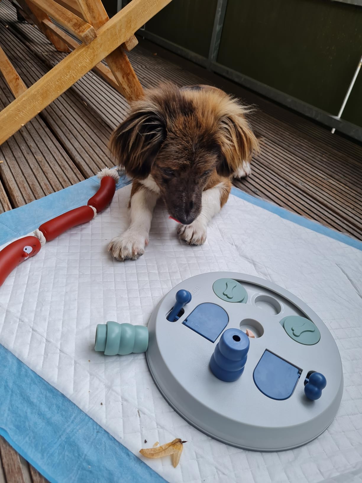 Seniorhund wieder aktiv