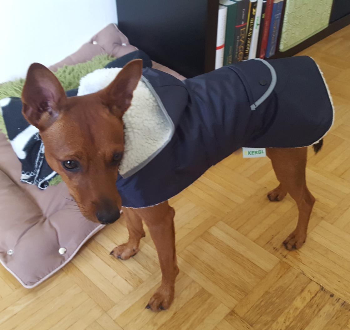 Seniorhund wieder mobil