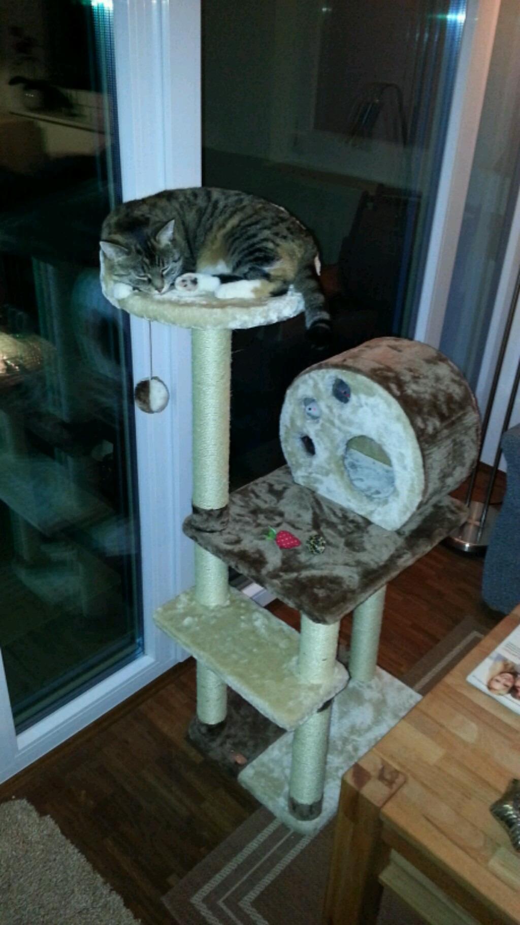 Katzen lieben die Höhle