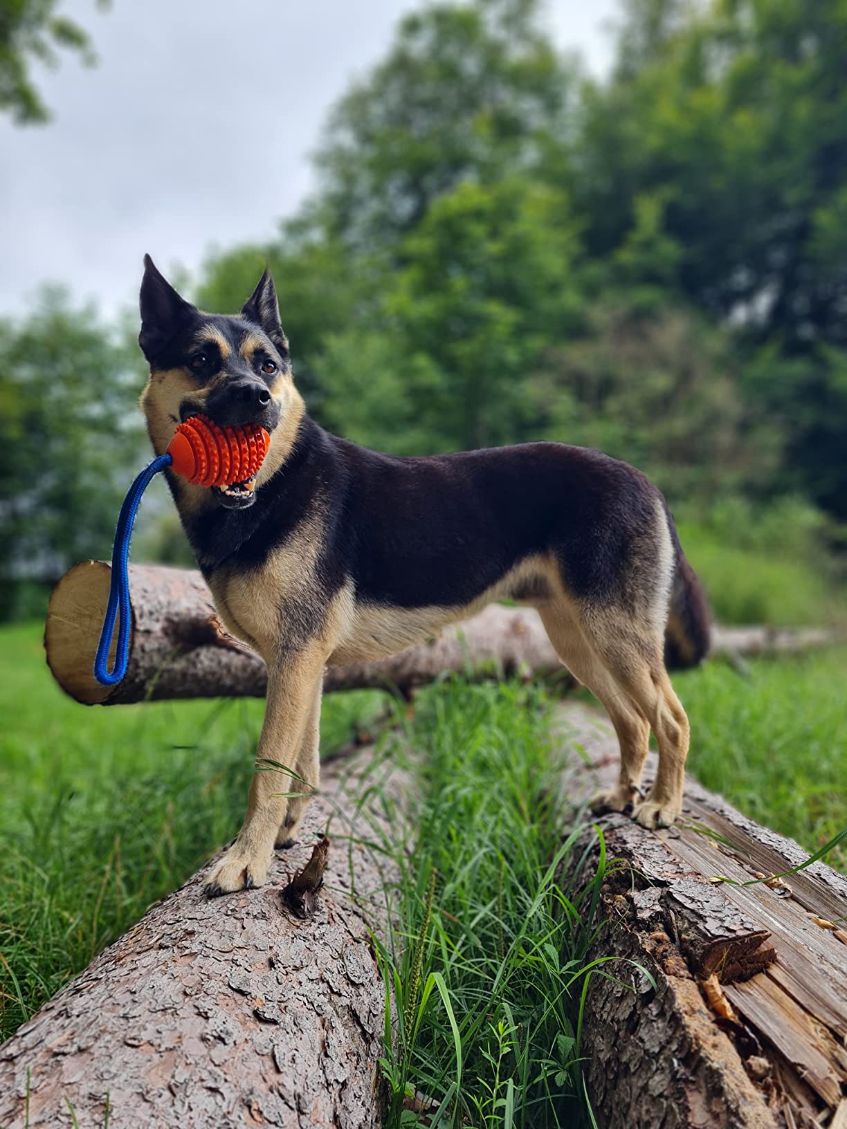 Zu groß für unseren Hund